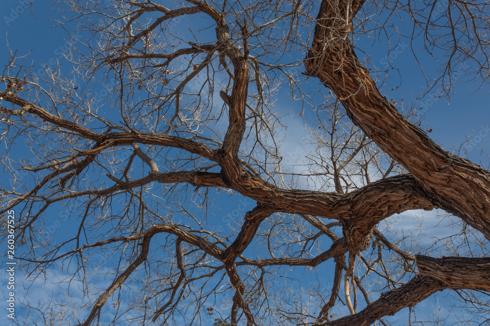 Bosque del Apache New Mexico, gnarley bare cottonwood branches against a vivid blue sky, horizontal aspect Bosque del Apache New Mexico, gnarley bare cottonwood branches against a vivid blue sky, horizontal aspect
