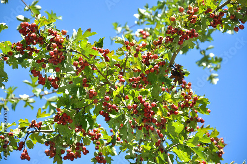 Ripened hawthorn berries