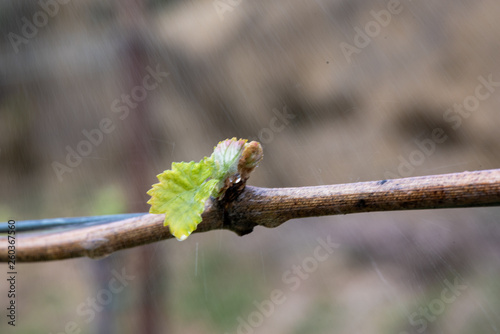 young leaves grapevine spring bud sprout