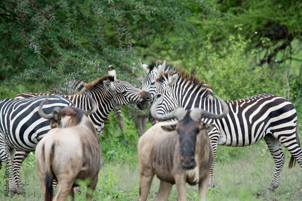 Obraz premium Portrait group of Zebra Manyara