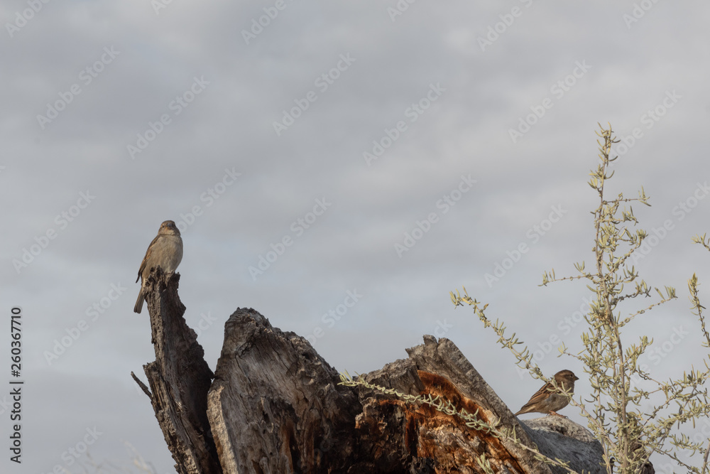 Bosque del Apache New Mexico, pair of house sparrows Passer domesticus on a dead tree log, horizontal aspect