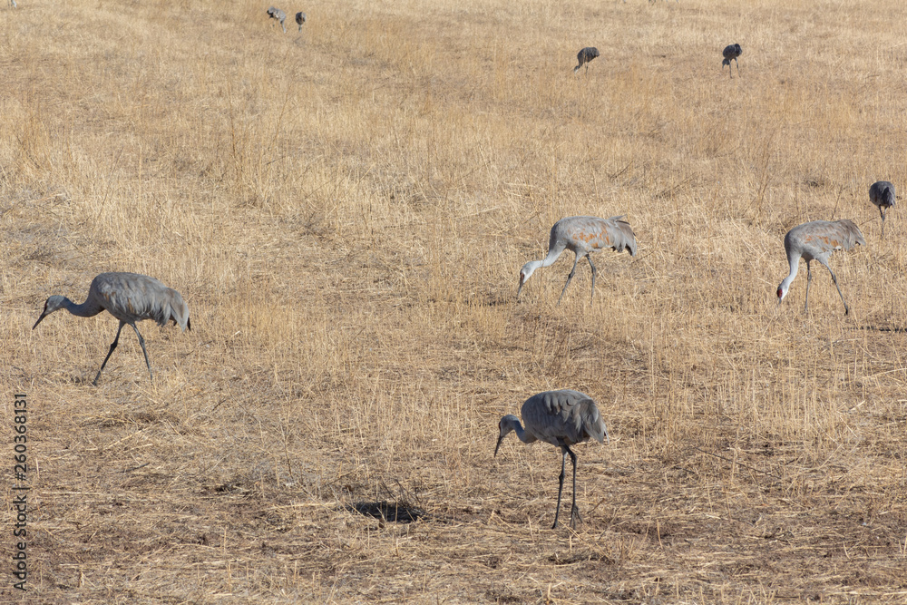 Bosque del Apache New Mexico, Sandhill cranes Antigone canadensis gleaning open fields, winter, horizontal aspect Bosque del Apache New Mexico, Sandhill cranes Antigone canadensis gleaning open fields, winter, horizontal aspect