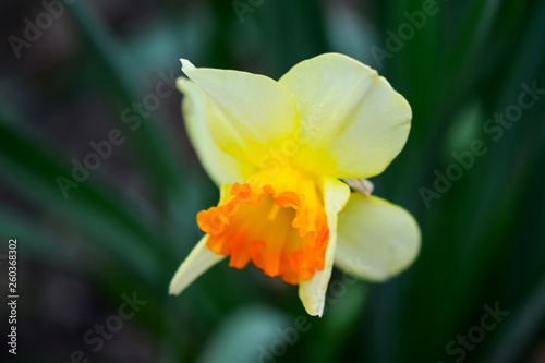 Beautiful spring flowers narcissus jonquilla, jonquil, rush daffodil is a bulbous flowering plant.