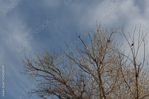 Bosque del Apache New Mexico  winter treetops with blackbirds against blue sky  horizontal aspect
