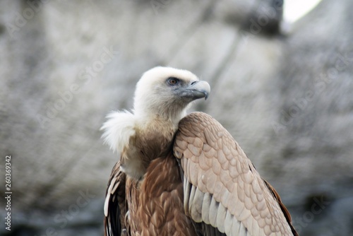 Griffon Vulture  Gyps fulvus 