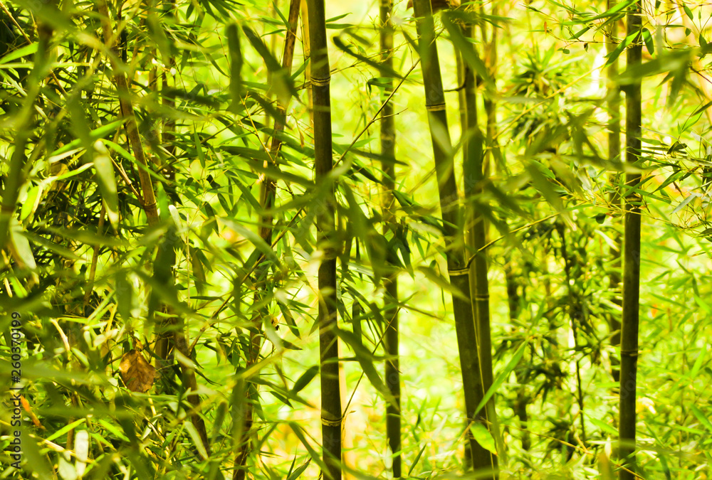 Fototapeta premium Green Bamboo backround 