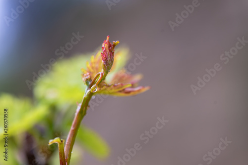 grapevine sprout, bud, flower