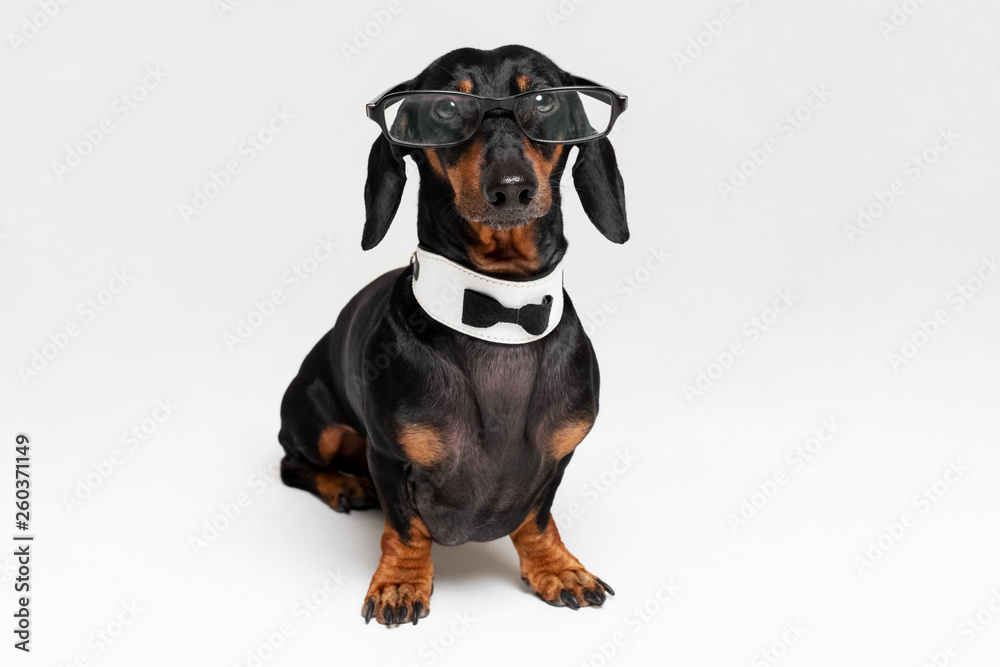 Smart intelligent dog dachshund with glasses ,bow tie and white collar, isolated on gray background.