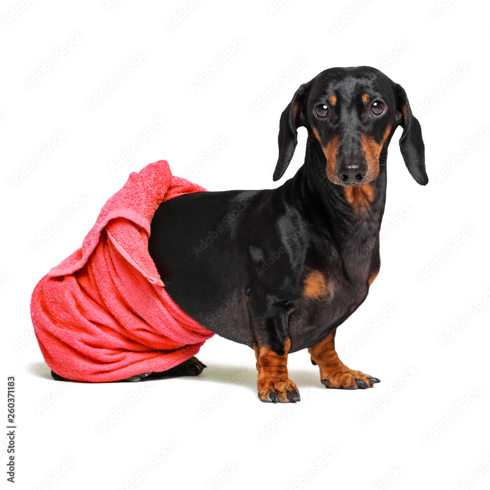 dog  breed of dachshund, black and tan, after a bath with a red towel wrapped around her  body isolated on white background