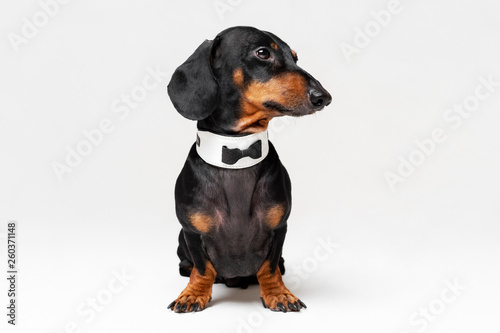 Portrait of cute dog, dachshund, black and tan, wearing bow tie, isolated on gray background.