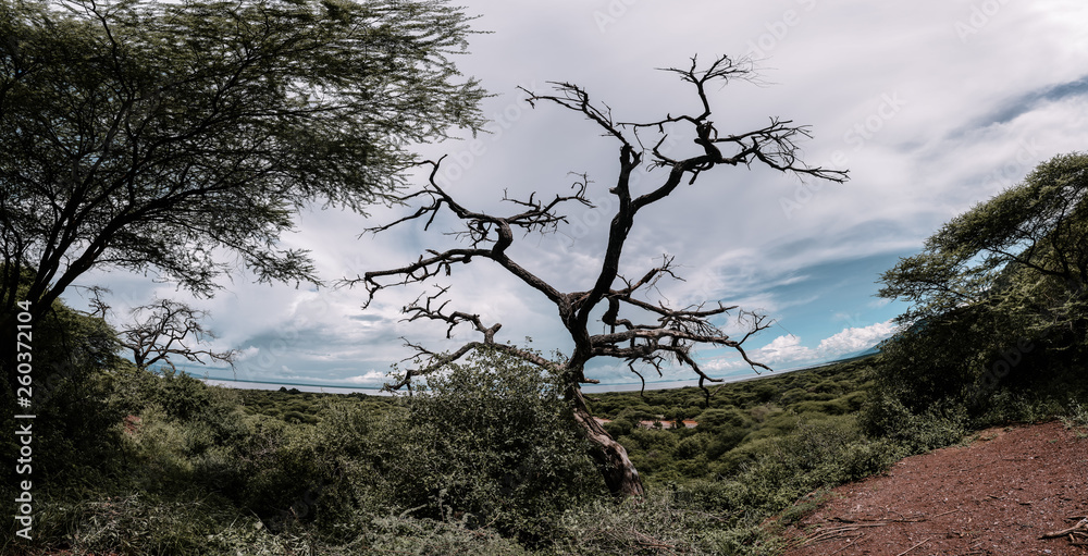 Tree in Manyara national park in Tanzania Tree in Manyara national park in Tanzania