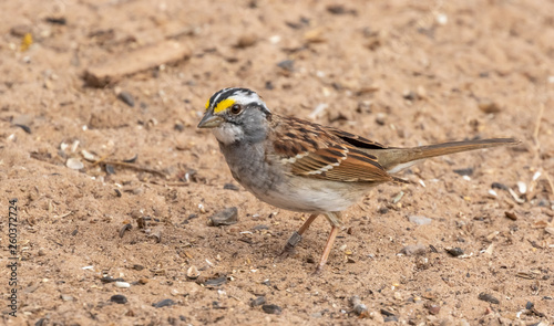White-throated sparrow at Rio Grande Nature Center, Albuquerque, New Mexico