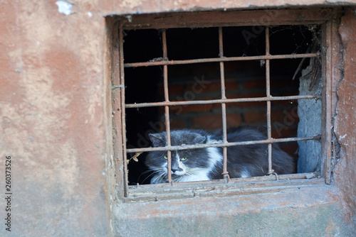 Homeless cat contemptuously looks through the grate basement at the world