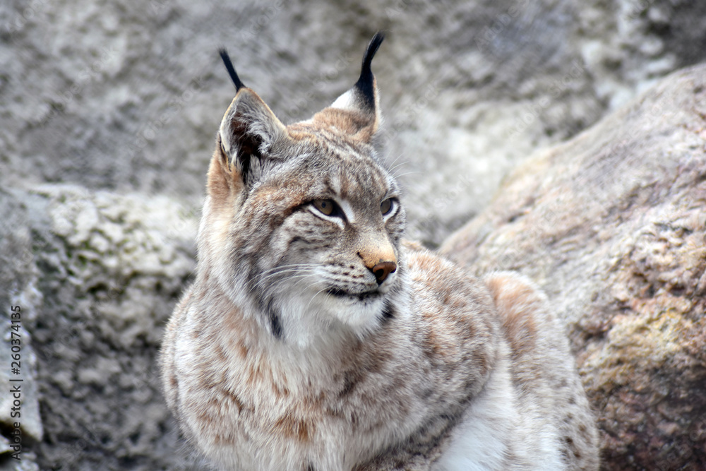 Lynx lynx portrait