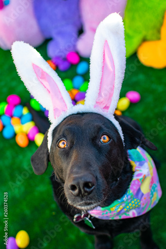 Black Labrador with bright eyes wearing bunny ears and surrounded by plastic multicolored easter eggs.