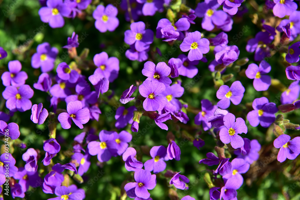 małe fioletowe kwiaty obok siebie #260374726 - Kosmos - Obrazy na płótnie |  ecowall24.pl