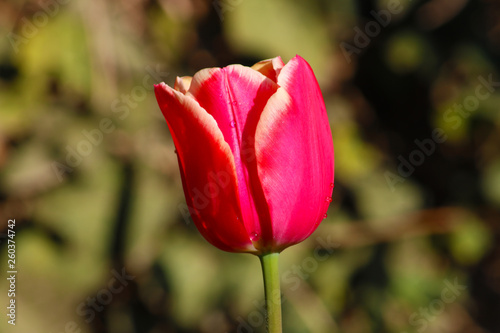 Field of tulips red, violet, white, yellow, purple, blue pink colors, screensaver or wallpaper. Blooming colorful tulip flowers in garden as floral background