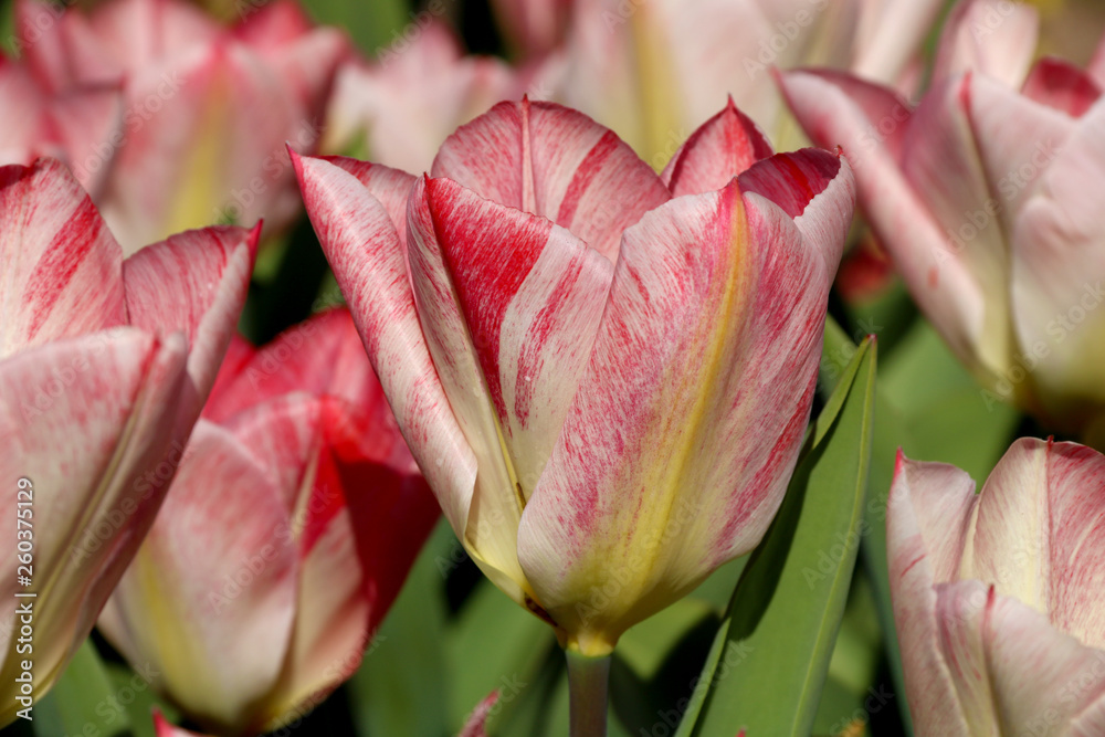 Field of tulips red, violet, white, yellow, purple, blue pink colors, screensaver or wallpaper. Blooming colorful tulip flowers in garden as floral background Field of tulips red, violet, white, yellow, purple, blue pink colors, screensaver or wallpaper. Blooming colorful tulip flowers in garden as floral background