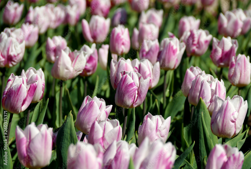Field of tulips red, violet, white, yellow, purple, blue pink colors, screensaver or wallpaper. Blooming colorful tulip flowers in garden as floral background Field of tulips red, violet, white, yellow, purple, blue pink colors, screensaver or wallpaper. Blooming colorful tulip flowers in garden as floral background