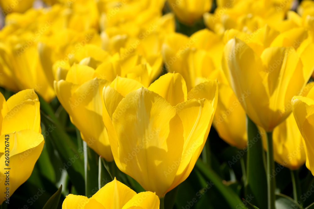 Field of tulips red, violet, white, yellow, purple, blue pink colors, screensaver or wallpaper. Blooming colorful tulip flowers in garden as floral background Field of tulips red, violet, white, yellow, purple, blue pink colors, screensaver or wallpaper. Blooming colorful tulip flowers in garden as floral background