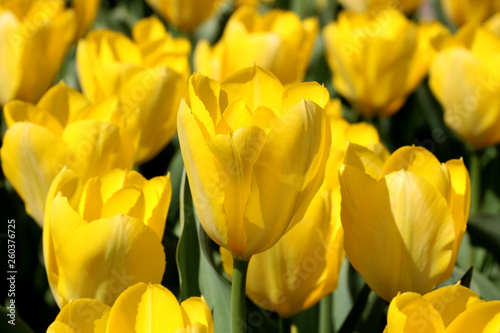 Field of tulips red, violet, white, yellow, purple, blue pink colors, screensaver or wallpaper. Blooming colorful tulip flowers in garden as floral background
