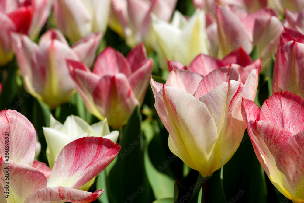 Field of tulips red, violet, white, yellow, purple, blue pink colors, screensaver or wallpaper. Blooming colorful tulip flowers in garden as floral background Field of tulips red, violet, white, yellow, purple, blue pink colors, screensaver or wallpaper. Blooming colorful tulip flowers in garden as floral background