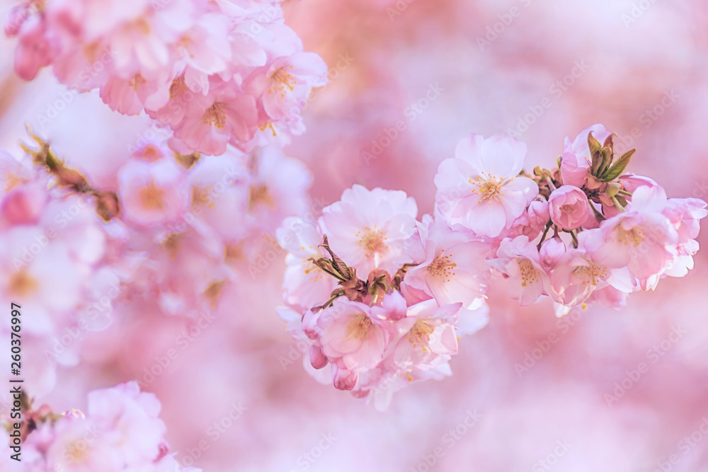 Zierkirsche, Blüten, romantisch, Hintergrund Zierkirsche, Blüten, romantisch, Hintergrund