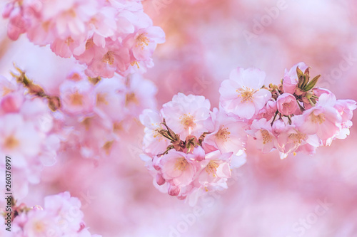 Zierkirsche, Blüten, romantisch, Hintergrund