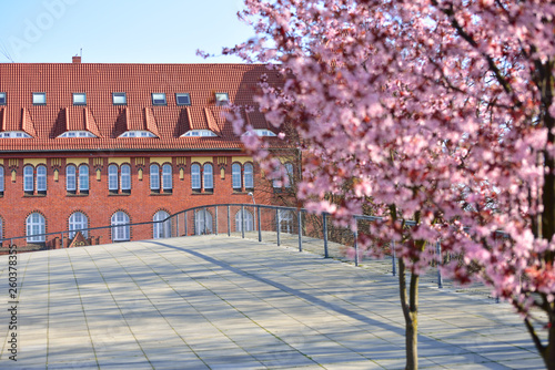 Szczecin - spring accents on the background of old Szczecin buildings.