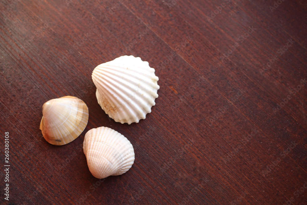 seashell on the dark wood background