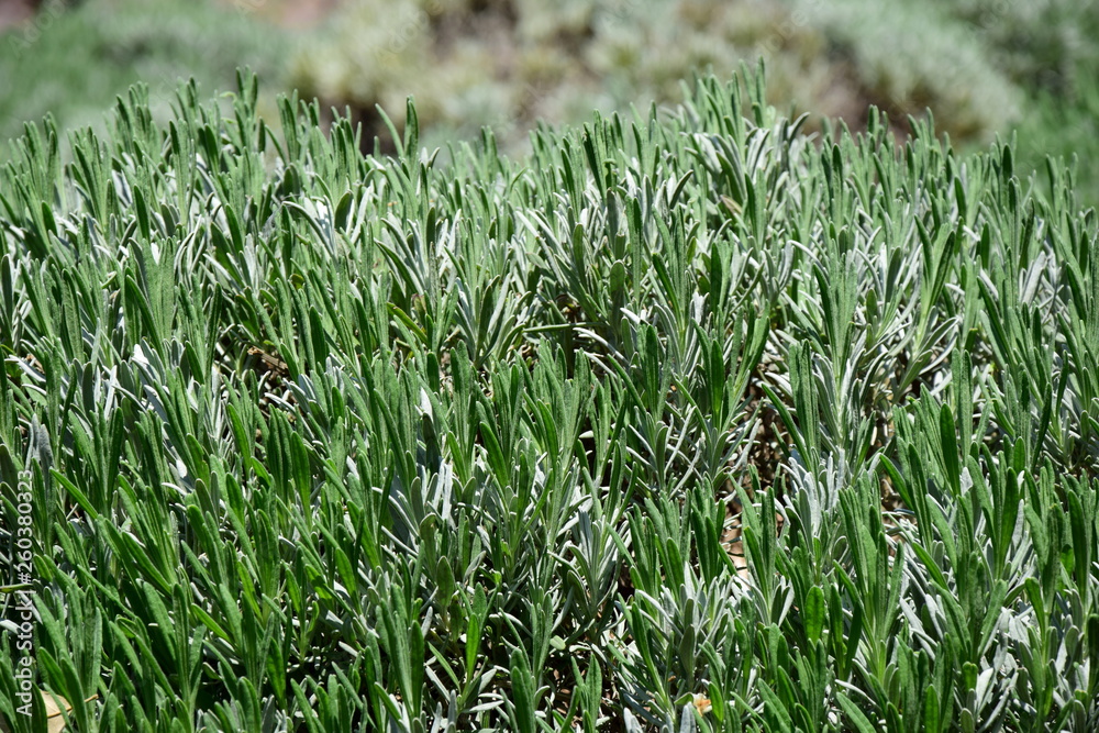 Lavendel - Pflanze im Frühjahr Lavendel - Pflanze im Frühjahr