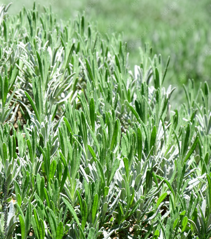 Obraz premium Lavendel grün ohne Blüten