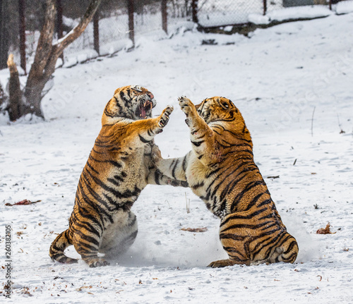 Two Siberian  Amur  tigers are fighting each other in a snowy glade. China. Harbin. Mudanjiang province. Hengdaohezi park. Siberian Tiger Park. Winter. Hard frost.  Panthera tgris altaica 