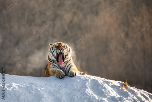 Siberian (Amur) tiger lying on a snow-covered hill. Portrait against the winter forest. China. Harbin. Mudanjiang province. Hengdaohezi park. Siberian Tiger Park. Winter. Hard frost. (Panthera tgris a photo