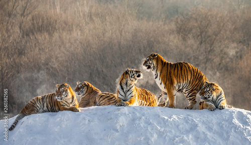 Several siberian (Amur) tigers on a snowy hill against the background of winter trees. China. Harbin. Mudanjiang province. Hengdaohezi park. Siberian Tiger Park. Winter. Hard frost. 