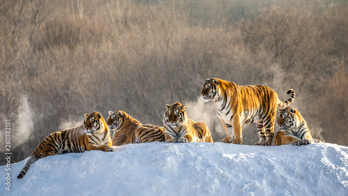 Several siberian (Amur) tigers on a snowy hill against the background of winter trees. China. Harbin. Mudanjiang province. Hengdaohezi park. Siberian Tiger Park. Winter. Hard frost. 