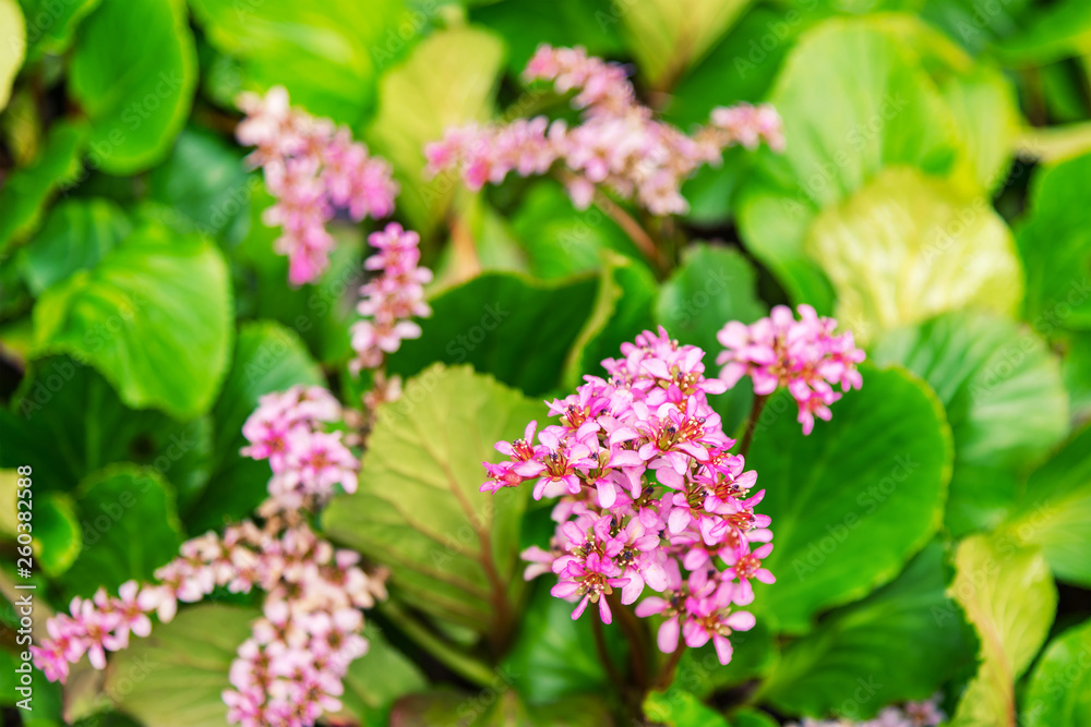 Bergenia ciliata flowers, shallow depth of field Bergenia ciliata flowers, shallow depth of field