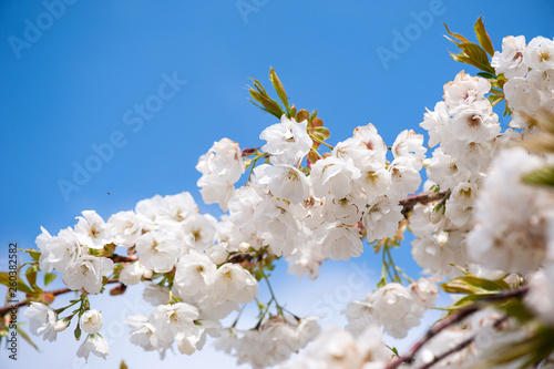 Cherry blossom - spring time © Sunday