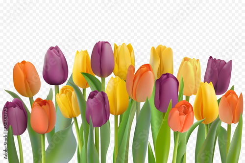 Colorful tulips set