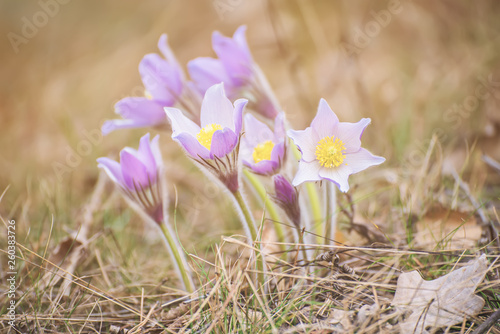 Pasque-flower in nature