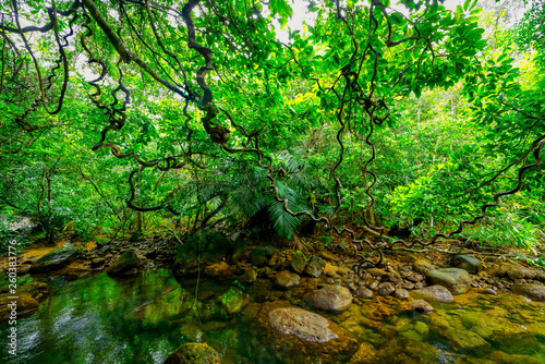 西表島のジャングル © makieni