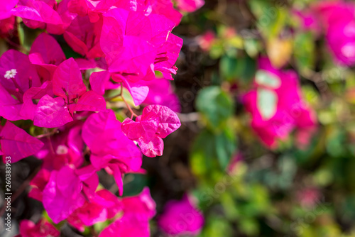 Beautiful pink flowers on a green bush full frame