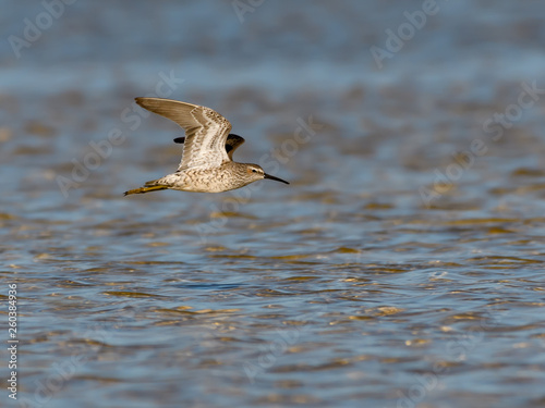 Foto Long-billed Dowitchers in Flight Over Pond