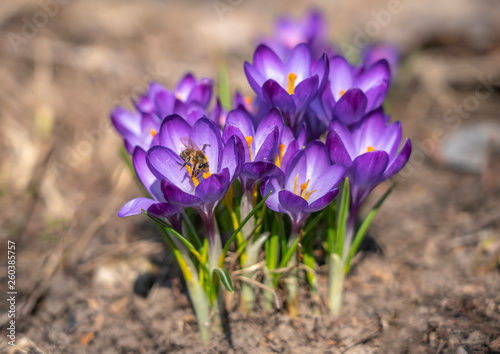 bee collects nectar from Crocus Ruby Giant Crocus family in early spring © Игорь Кляхин