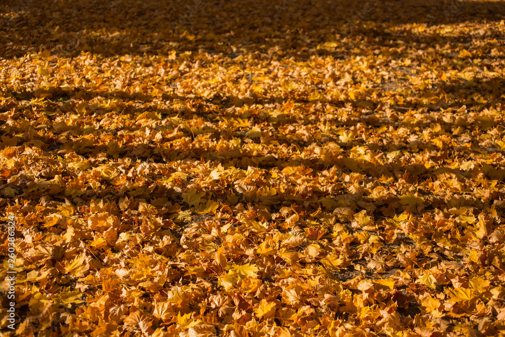Field of maple leaves. Autumn carpet. Trees threw off foliage. Shadows on the ground. Field of maple leaves. Autumn carpet. Trees threw off foliage. Shadows on the ground.