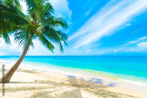 Fototapeta Naklejka Na Ścianę i Meble -  Palm tree at mae nam beach