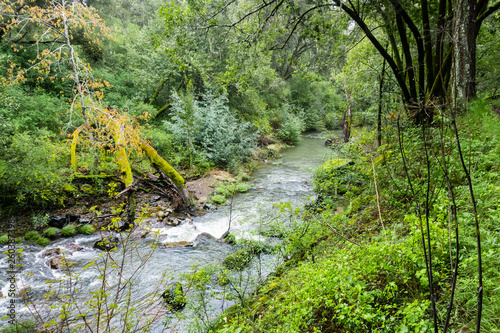 Creek flowing through a lush green forest, Jasper Ridge Biological Preserve, San Francisco bay area, California photo