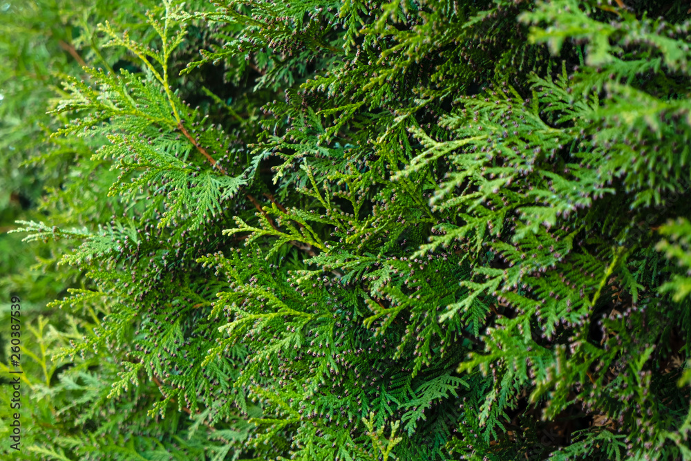 Beautiful, bright evergreen branches of thuja, spring day. Wallpaper.