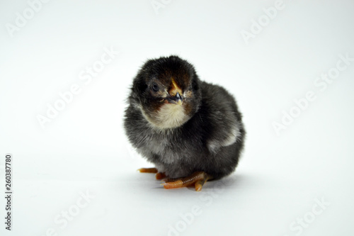 beautiful colorful chicks isolated on a white background