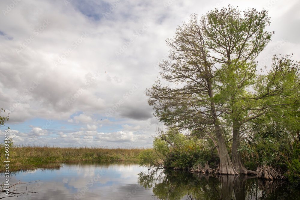 Cypress Trees Growing in Marsh Swamp